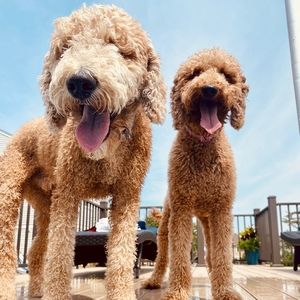 Meet your Posher, Jeff